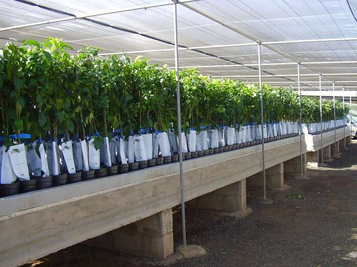 Están destinados a terrenos de al menos 500 m2 (Foto TA)